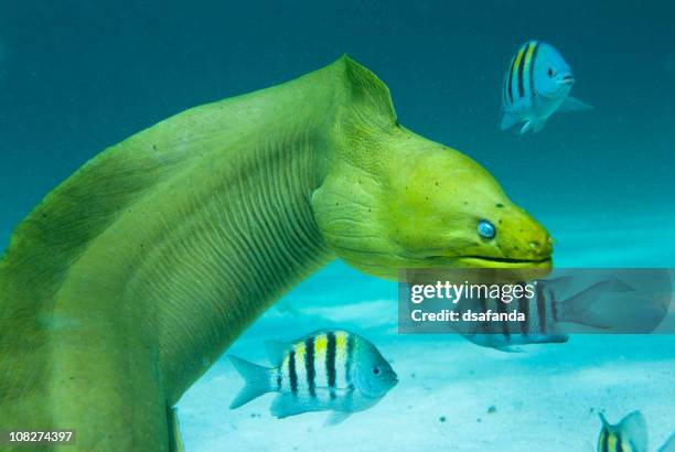 green moray saltwater eel with other fish - saltwater eel stockfoto's en -beelden