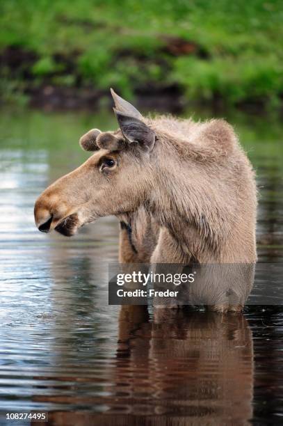 moose - moose swedish stock pictures, royalty-free photos & images