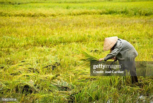 hombre cosecha arroz en el delta de mekong - mekong fotografías e imágenes de stock