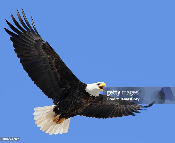 proud american bald eagle flying in blue sky, leadership, freedom - bald eagle stock pictures, royalty-free photos & images