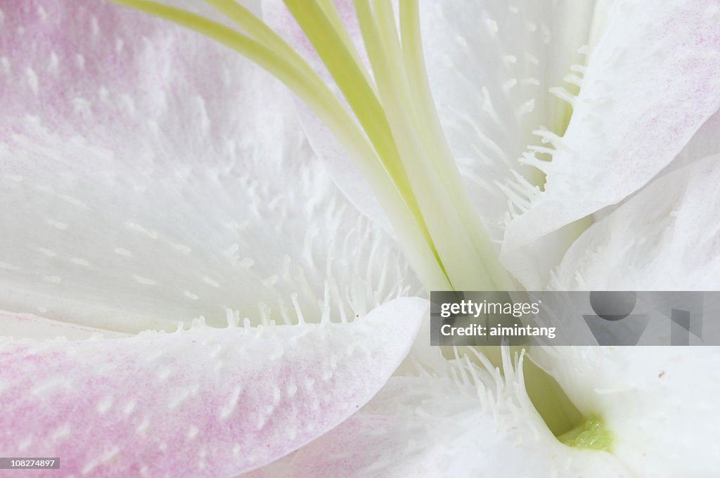 Macro of Lily Flower Petals and Stamen