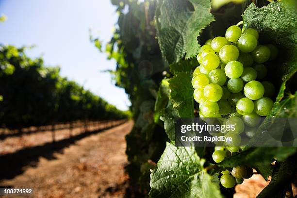 white wine grapes - witte druif stockfoto's en -beelden
