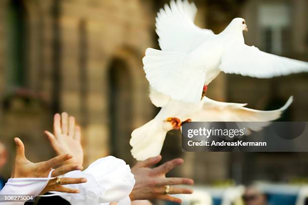 palomas blancas volando lejos de recién casados manos - animales en cautiverio fotografías e imágenes de stock
