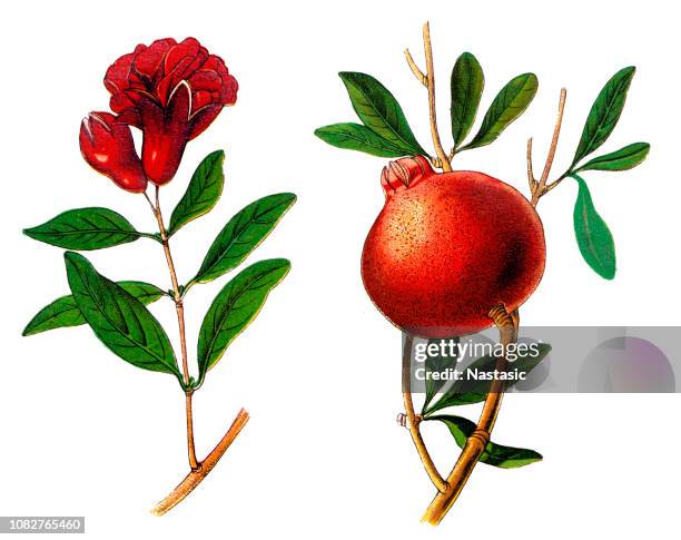 stockillustraties, clipart, cartoons en iconen met de granaatappel (punica granatum) - granaatappel