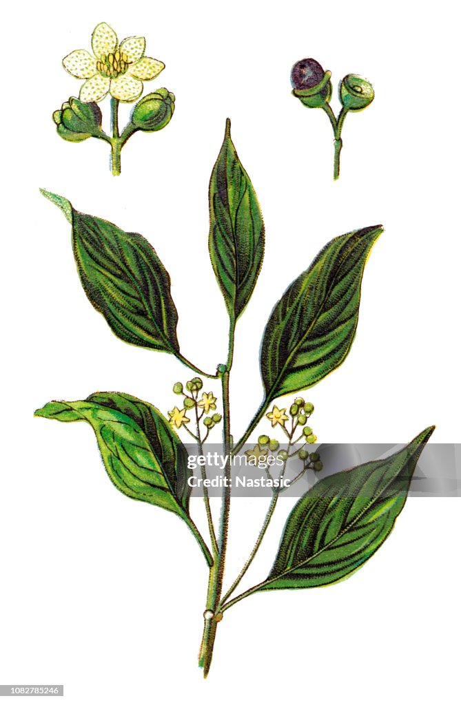Cinnamomum camphora ,camphor tree, camphorwood or camphor laurel
