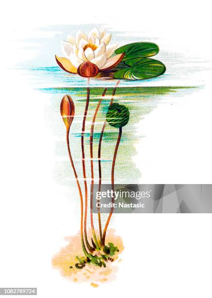 nymphaea alba, also known as the european white water lily, white water rose or white nenuphar - nymphaea alba stock illustrations