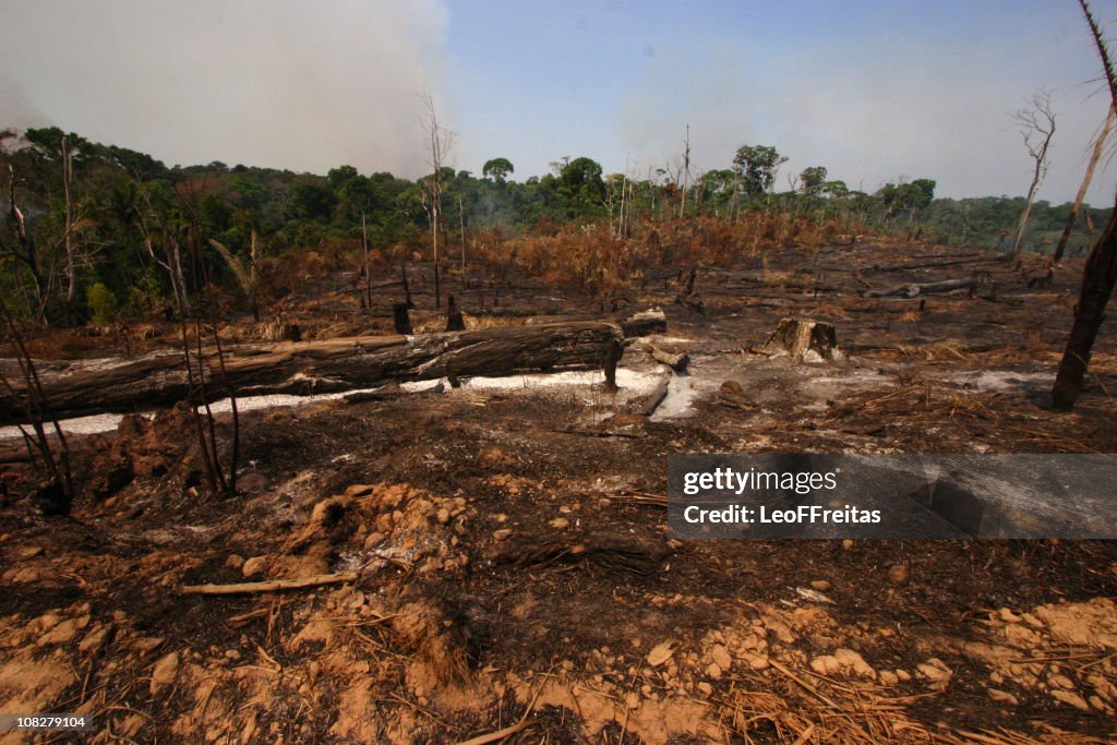 Amazon Deforestation