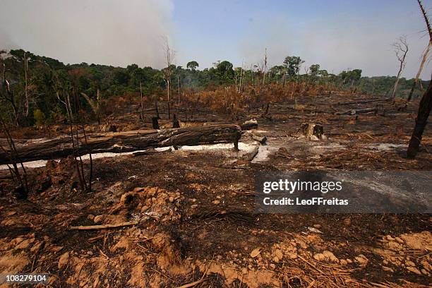 amazon deforestation - deforestation bildbanksfoton och bilder