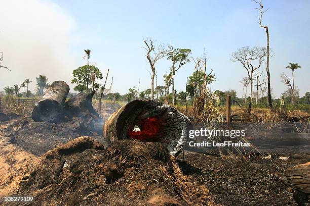 amazon deforestation - ontbossing stockfoto's en -beelden