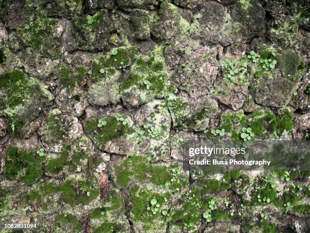 moss on stone wall in florence, italy - mossy rock wall stock pictures, royalty-free photos & images