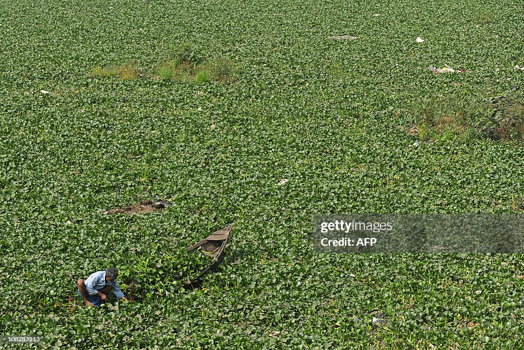 A Bangladeshi man collects water hyacint