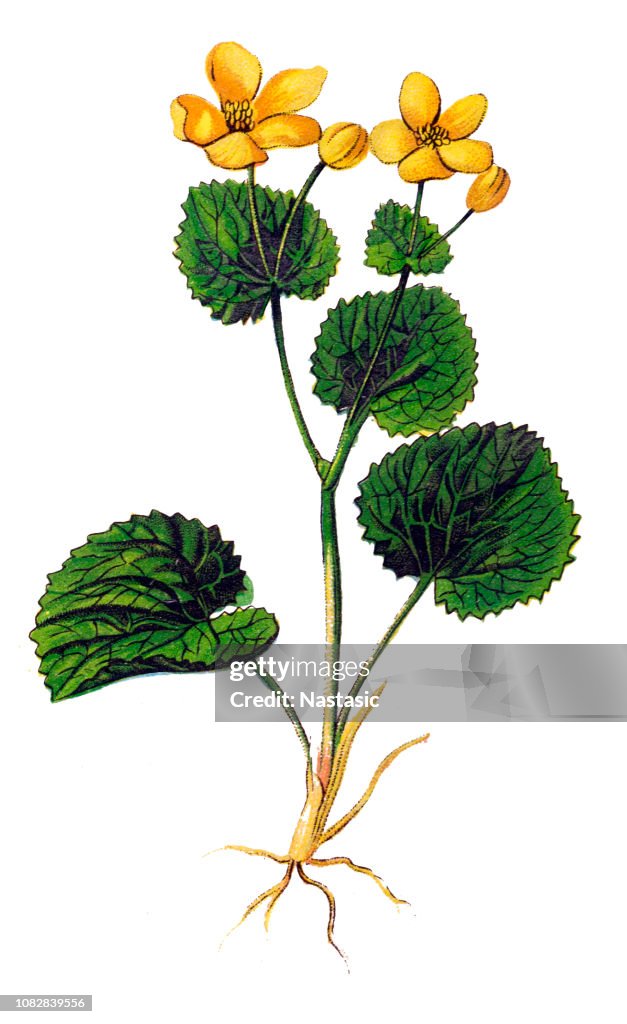 Caltha palustris, known as marsh-marigold and kingcup