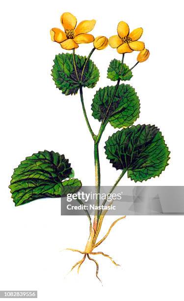 caltha palustris, known as marsh-marigold and kingcup - calendula stock illustrations