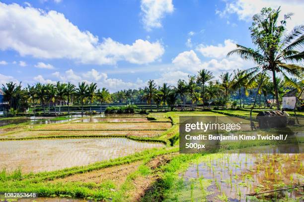 Ubud Rice Patty 42 Rice Patty Fields Stock Photos, High-Res Pictures, and Images ...