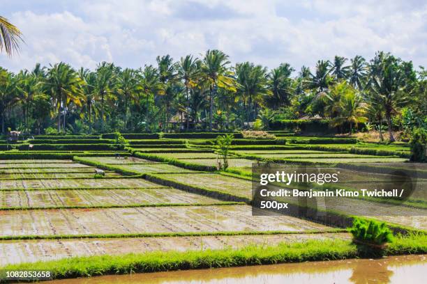 Ubud Rice Patty 42 Rice Patty Fields Stock Photos, High-Res Pictures, and Images ...