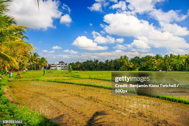 Ubud Rice Patty Rice Patty Fields Photos and Premium High Res Pictures - Getty Images