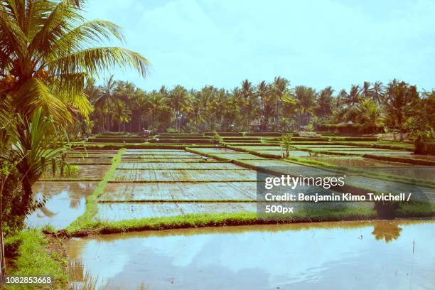 Ubud Rice Patty Rice Patty Fields Photos and Premium High Res Pictures - Getty Images