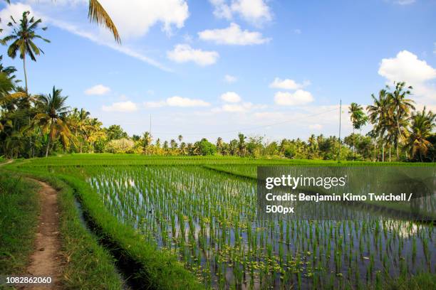 Ubud Rice Patty 42 Rice Patty Fields Stock Photos, High-Res Pictures, and Images ...