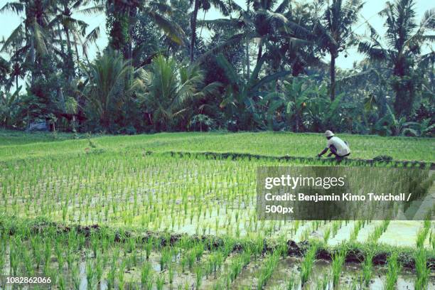 Ubud Rice Patty 42 Rice Patty Fields Stock Photos, High-Res Pictures, and Images ...