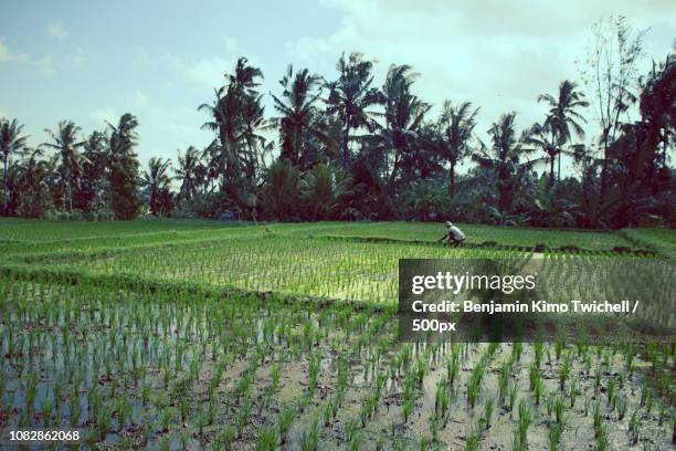 Ubud Rice Patty 42 Rice Patty Fields Stock Photos, High-Res Pictures, and Images ...