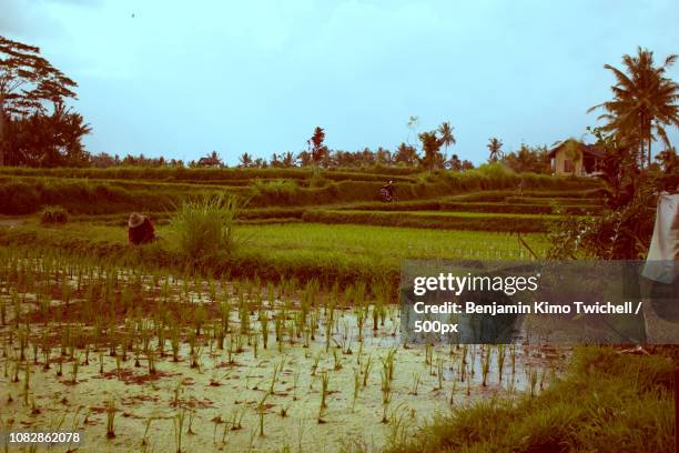 Ubud Rice Patty Rice Patty Fields Photos and Premium High Res Pictures - Getty Images