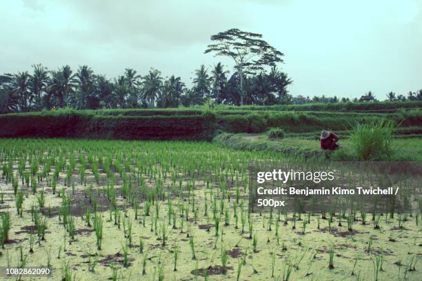 Ubud Rice Patty 42 Rice Patty Fields Stock Photos, High-Res Pictures, and Images ...
