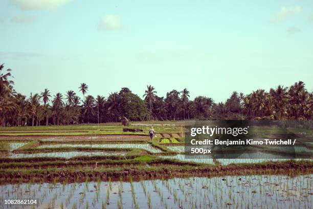 Ubud Rice Patty Rice Patty Fields Photos et images de collection - Getty Images