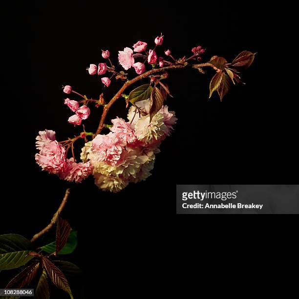 Cherry Blossom on Dark Background