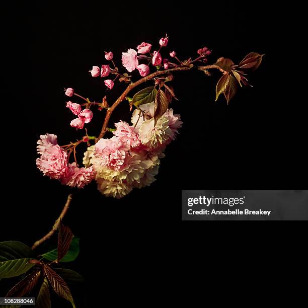 cherry blossom on dark background - cherry blossom branch stock pictures, royalty-free photos & images