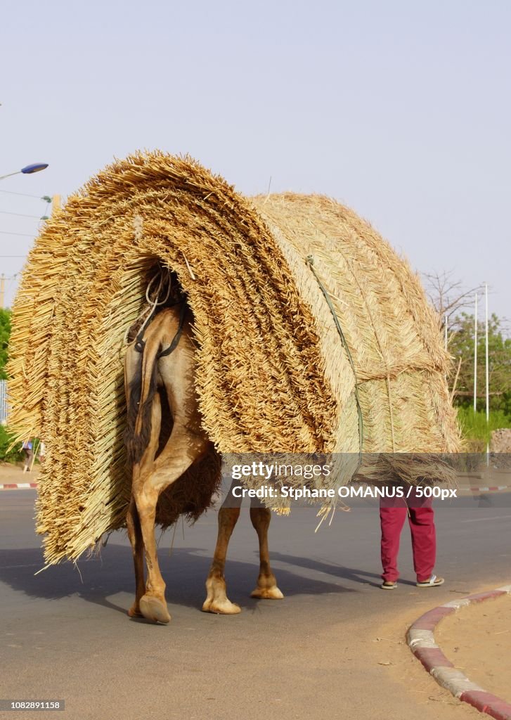 Camel in Downtown