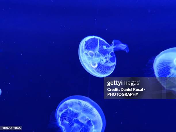 moon jellyfishes - aurelia aurita - medusa común fotografías e imágenes de stock
