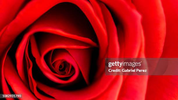 A Red Rose High-Res Stock Photo - Getty Images