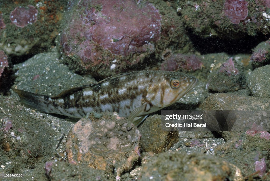 Copper Rockfish