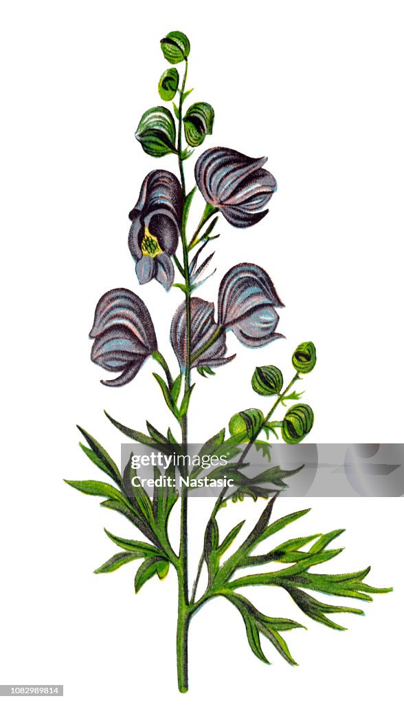 Aconitum napellus (monk's-hood, aconite, wolfsbane)