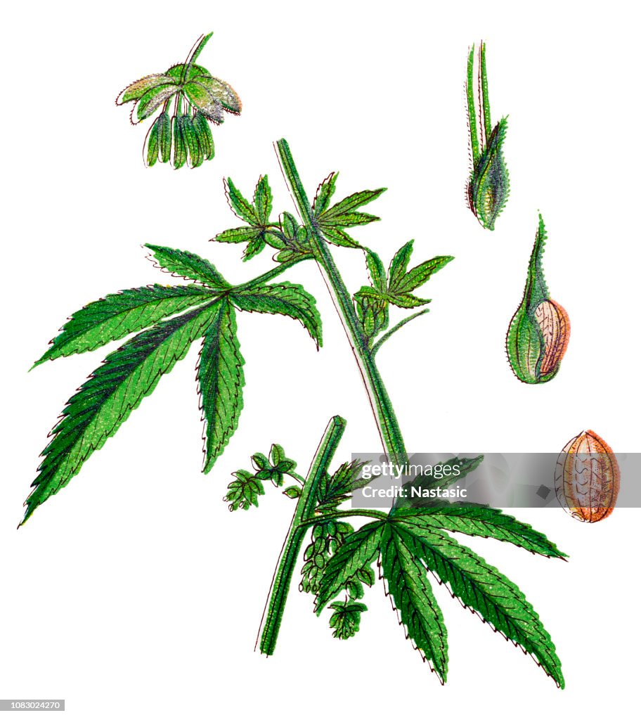 Cannabis sativa