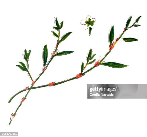 polygonum aviculare or common knotgrass , prostrate knotweed, birdweed, pigweed and lowgrass. - knotweed stock illustrations