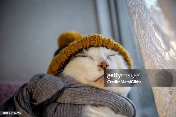 cat wearing hat and scarf - cat with collar fotografías e imágenes de stock