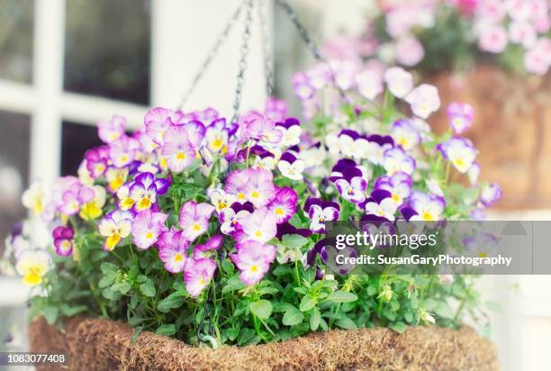 violas in hanging basket with view of french door windows - driekleurig viooltje stockfoto's en -beelden