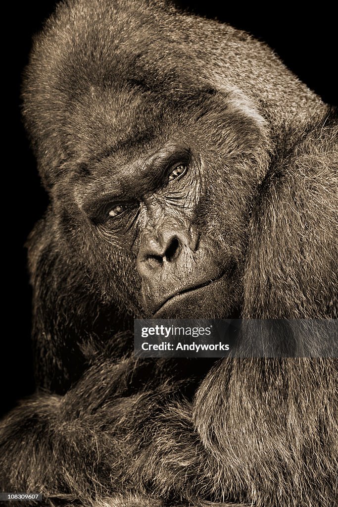 Posing Silverback Gorilla