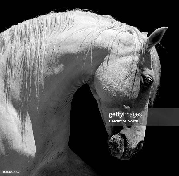 garañón blanco caballo andalús bw - caballo blanco fotografías e imágenes de stock