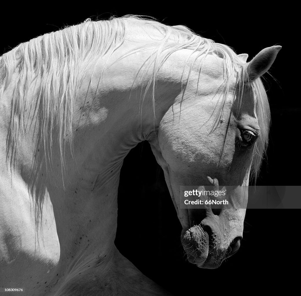 White Stallion del Cavallo andaluso bianco