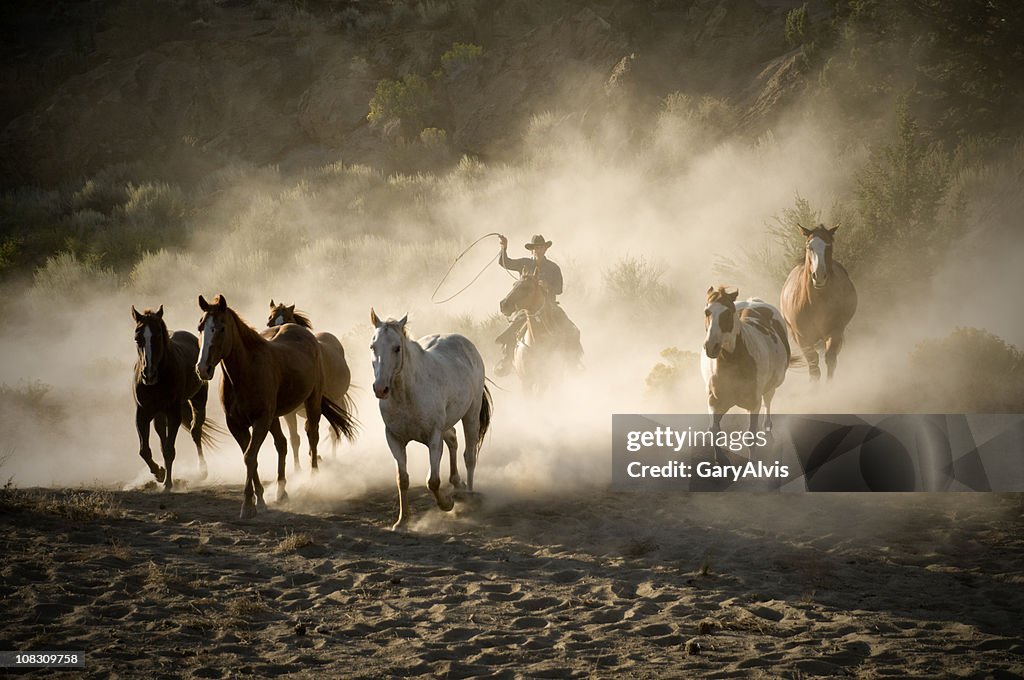 Cowboy Mener un troupeau de chevaux de course-rétroéclairé fond de poussière