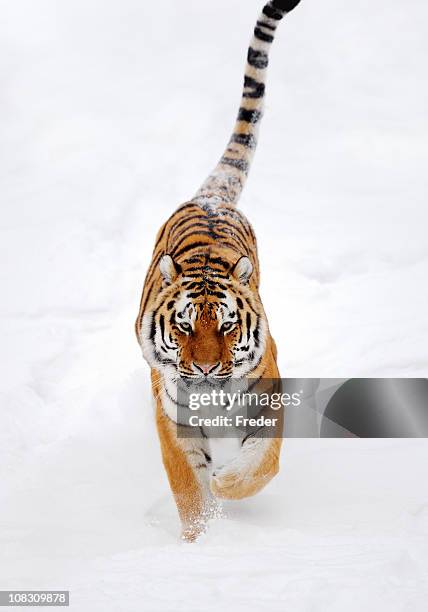 running tiger - tiger running stock pictures, royalty-free photos & images