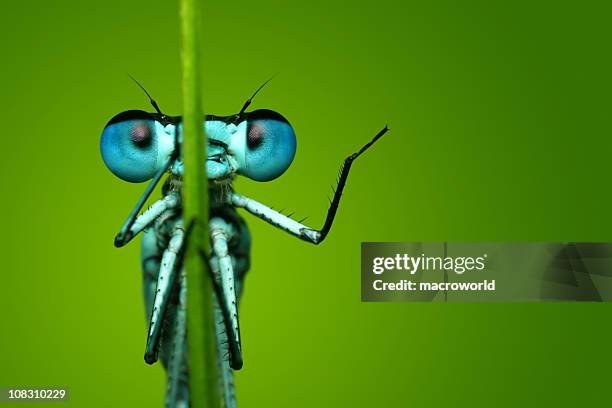 blue libellule assis sur le brin d'herbe - libellule photos et images de collection