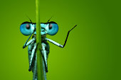 Blue Dragonfly Sitting on Blade of Grass