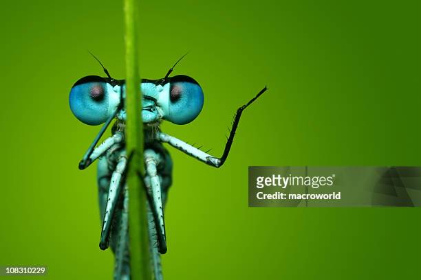 blue dragonfly sitting on blade of grass - compound eye stock pictures, royalty-free photos & images