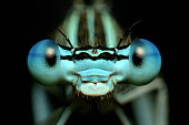 Close-up front view of a dragonfly's eyes