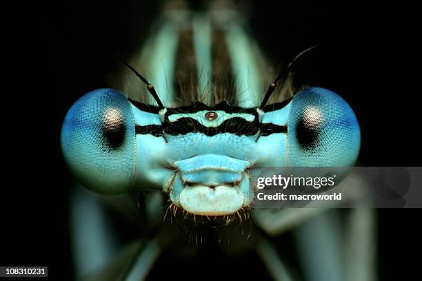 close-up front view of a dragonfly's eyes - extreme close up nature stock pictures, royalty-free photos & images