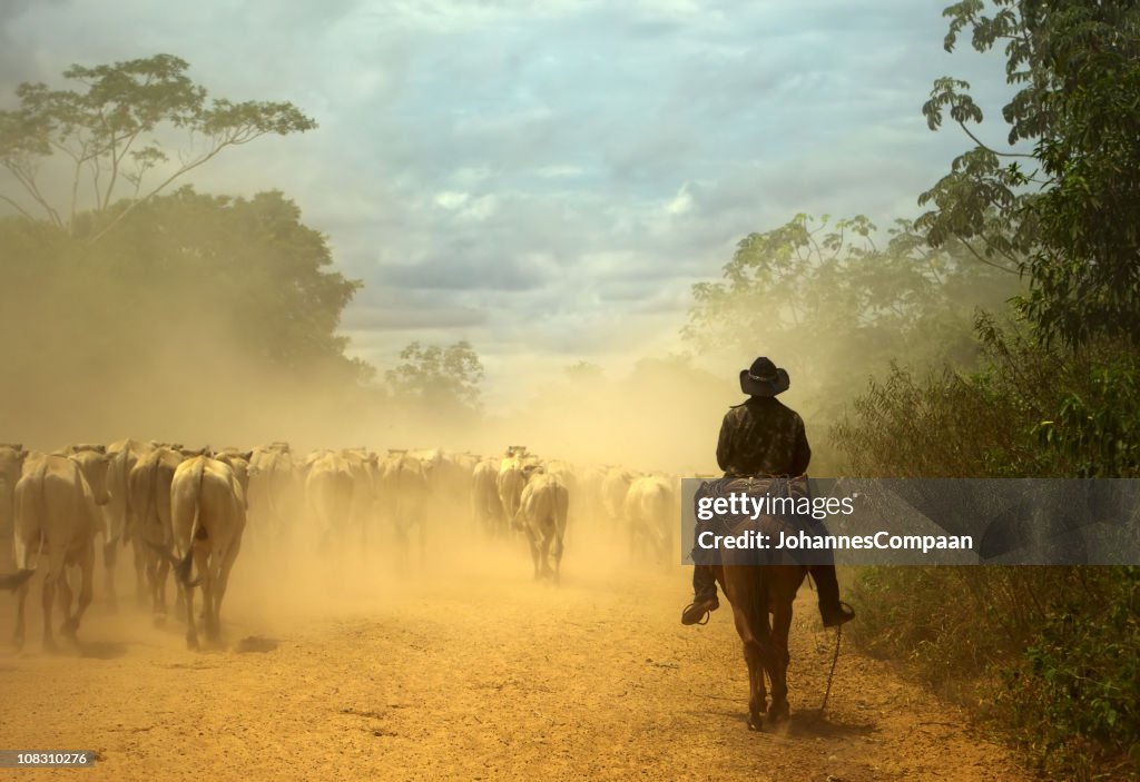 Oldfashioned cow-boy au bétail. Marais de Pantanal, Brésil