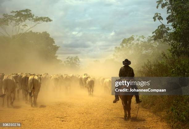 oldfashioned cowboy a guidare le mandrie a cavallo. paludi del pantanal, brasile - brazilian culture foto e immagini stock